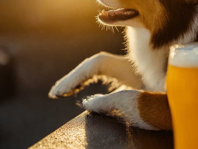 Georgia dog-friendly breweries